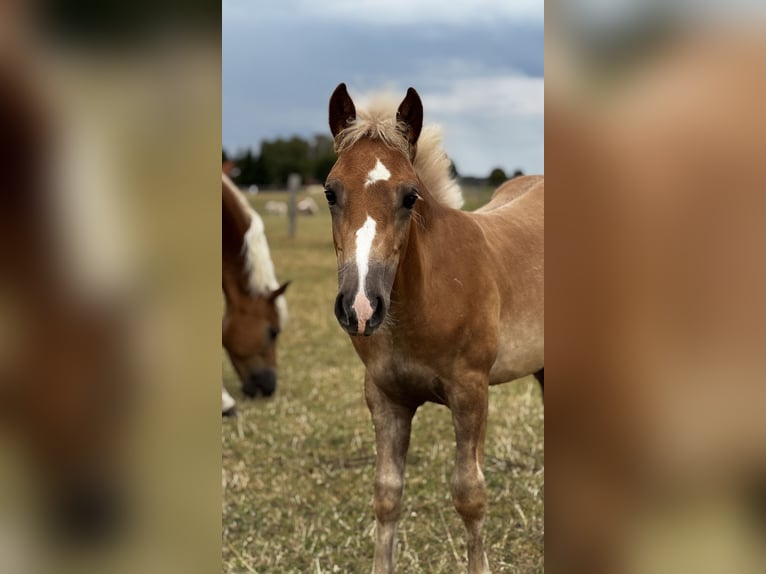 Haflinger Mare 2 years Chestnut-Red in Seedorf