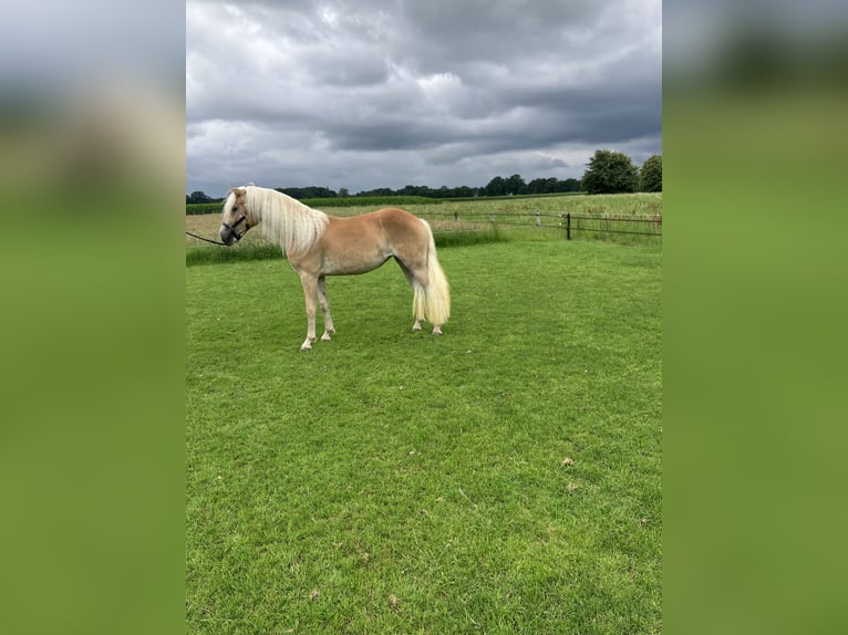 Haflinger Mare 2 years in Haaksbergen