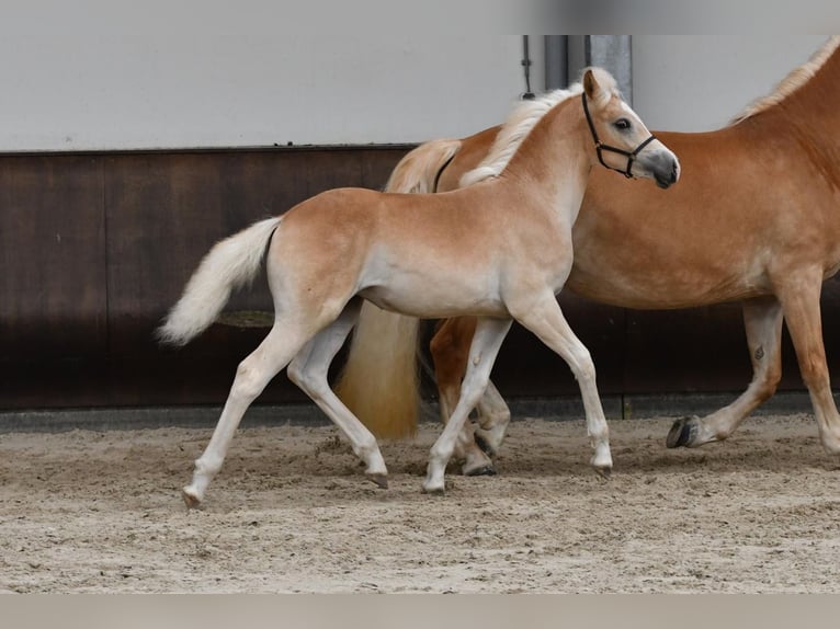 Haflinger Mare 2 years in Haaksbergen