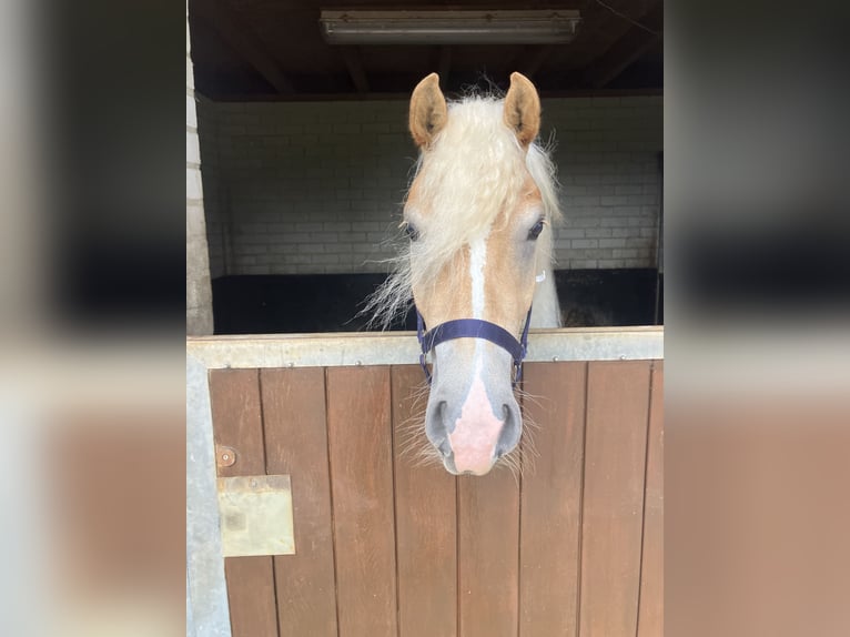 Haflinger Mare 2 years in Haaksbergen