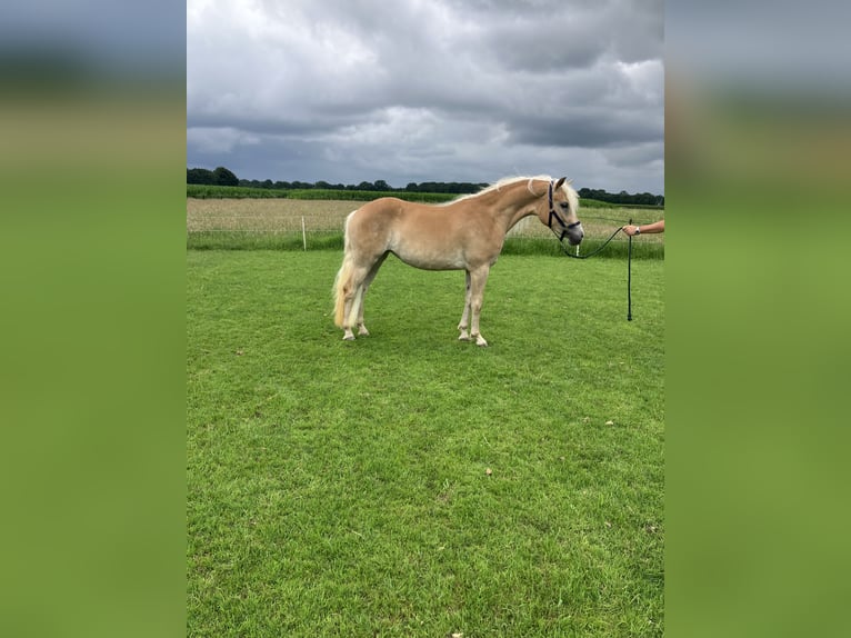 Haflinger Mare 2 years in Haaksbergen