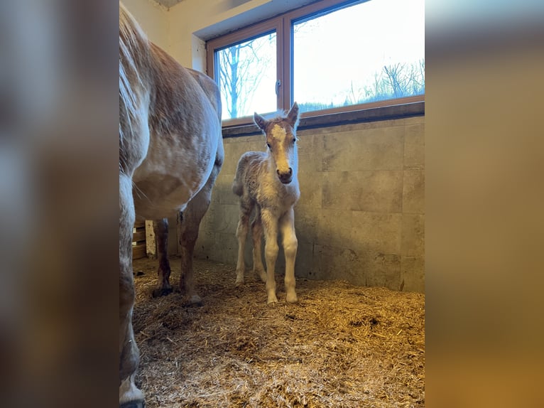 Haflinger Mare 2 years  in Teisendorf