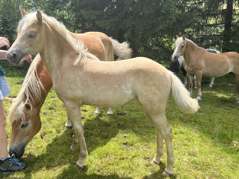 Haflinger Mare 2 years  in Teisendorf