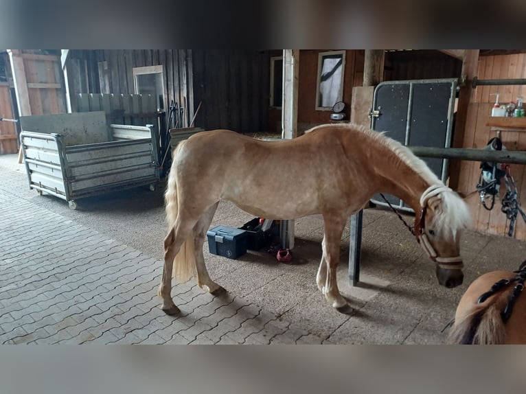 Haflinger Mare 3 years 13,2 hh Chestnut-Red in Bretten