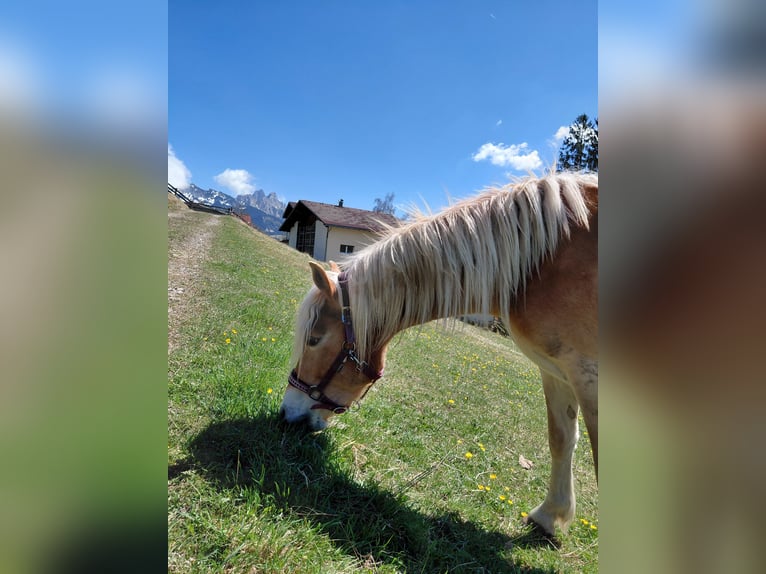Haflinger Mare 3 years 13,1 hh Sorrel in Tannheim