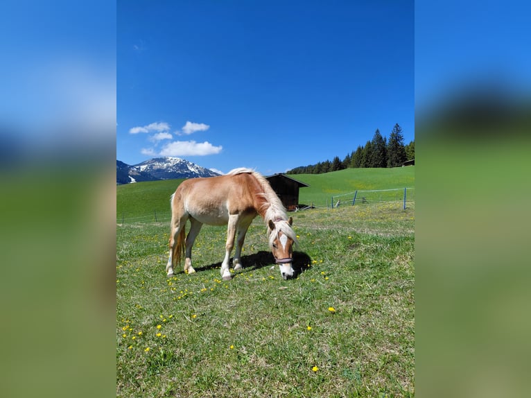 Haflinger Mare 3 years 13,1 hh Sorrel in Tannheim