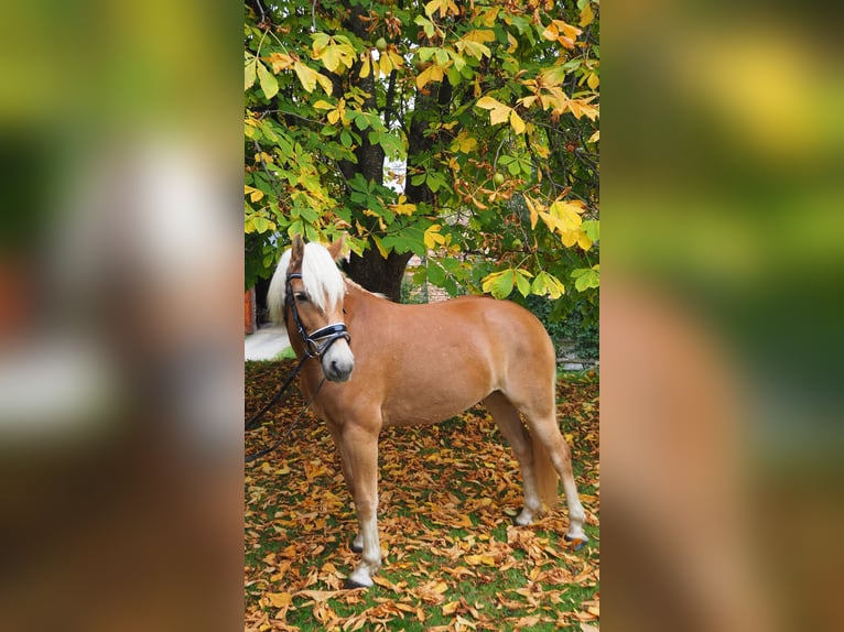 Haflinger Mare 3 years 13,2 hh Sorrel in M&#xFC;hlen