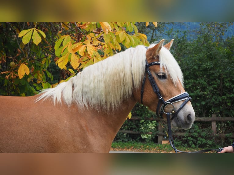 Haflinger Mare 3 years 13,2 hh Sorrel in M&#xFC;hlen