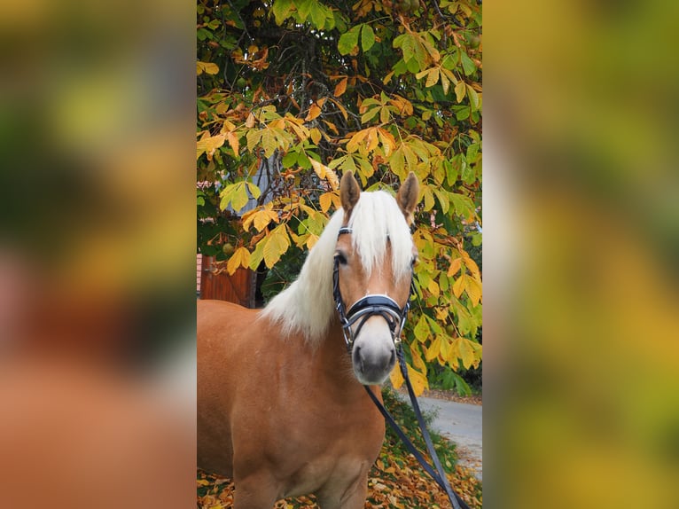 Haflinger Mare 3 years 13,2 hh Sorrel in M&#xFC;hlen