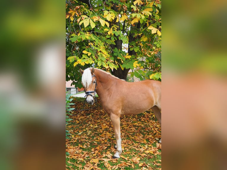 Haflinger Mare 3 years 13,2 hh Sorrel in M&#xFC;hlen