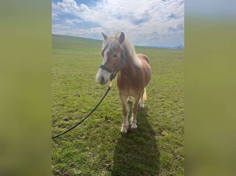 Haflinger Mare 3 years 13,3 hh Chestnut in Eisenberg