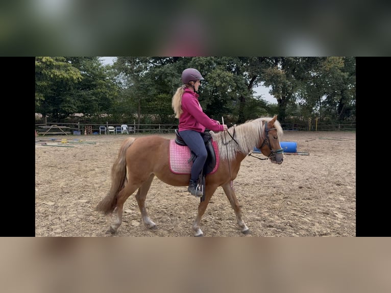 Haflinger Mix Mare 3 years 13,3 hh Chestnut-Red in Greven Haflinger Mix Mare 3 years 13,3 hh Chestnut-Red in Greven