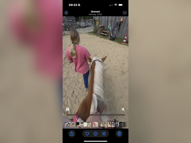 Haflinger Mix Mare 3 years 13,3 hh Chestnut-Red in Greven Haflinger Mix Mare 3 years 13,3 hh Chestnut-Red in Greven