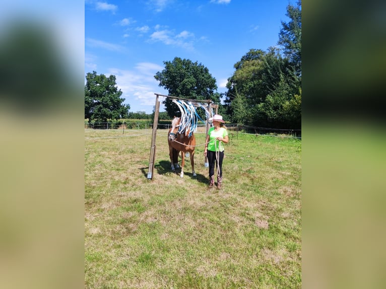 Haflinger Mix Mare 3 years 13,3 hh Chestnut-Red in Greven Haflinger Mix Mare 3 years 13,3 hh Chestnut-Red in Greven