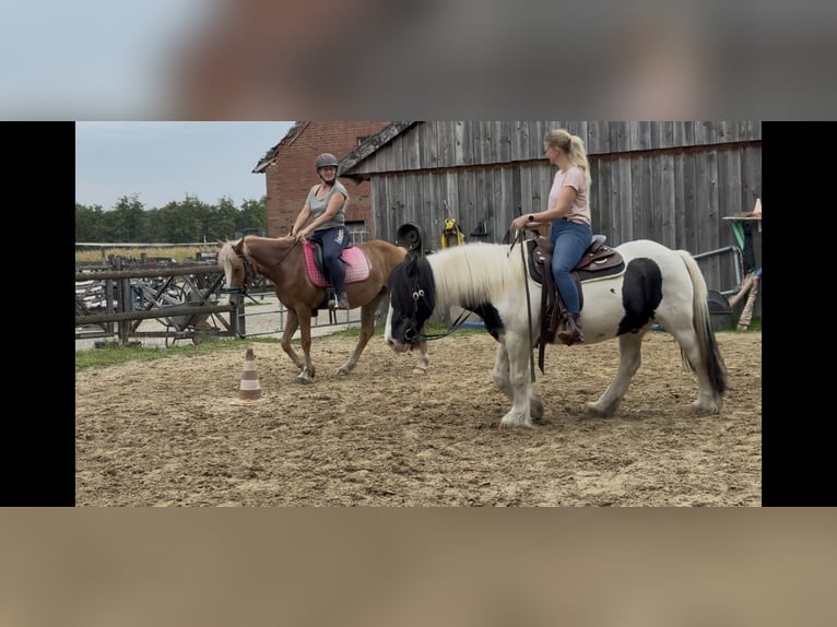 Haflinger Mix Mare 3 years 13,3 hh Chestnut-Red in Greven Haflinger Mix Mare 3 years 13,3 hh Chestnut-Red in Greven