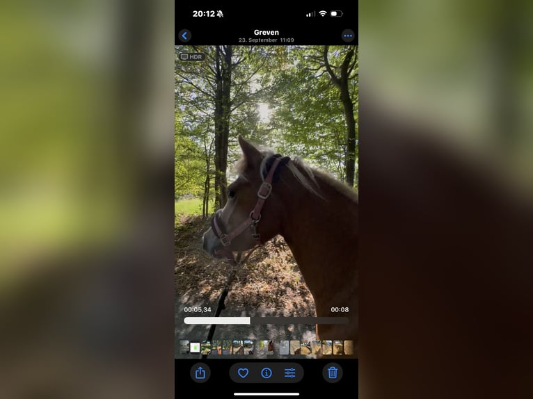 Haflinger Mix Mare 3 years 13,3 hh Chestnut-Red in Greven Haflinger Mix Mare 3 years 13,3 hh Chestnut-Red in Greven