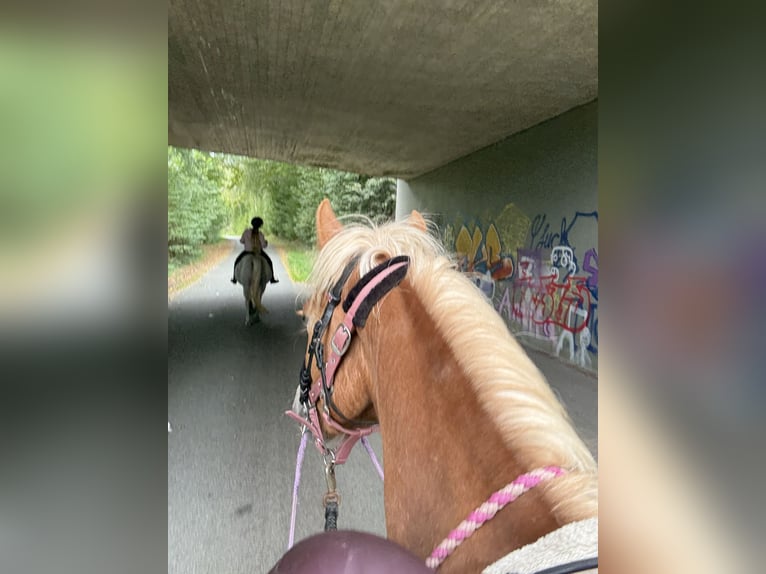 Haflinger Mix Mare 3 years 13,3 hh Chestnut-Red in Greven Haflinger Mix Mare 3 years 13,3 hh Chestnut-Red in Greven