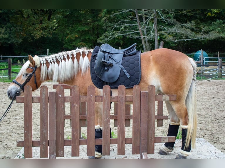 Haflinger Mare 3 years 13,3 hh Chestnut-Red in Gelsenkirchen