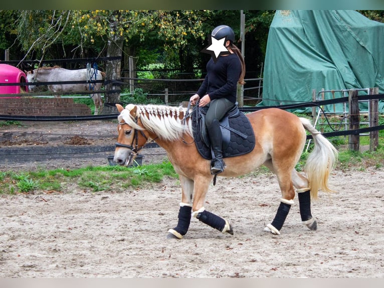 Haflinger Mare 3 years 13,3 hh Chestnut-Red in Gelsenkirchen