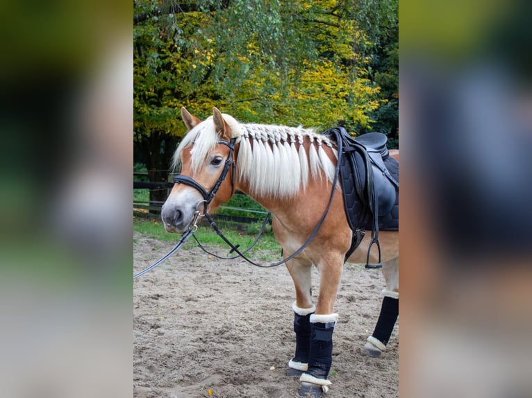 Haflinger Mare 3 years 13,3 hh Chestnut-Red in Gelsenkirchen
