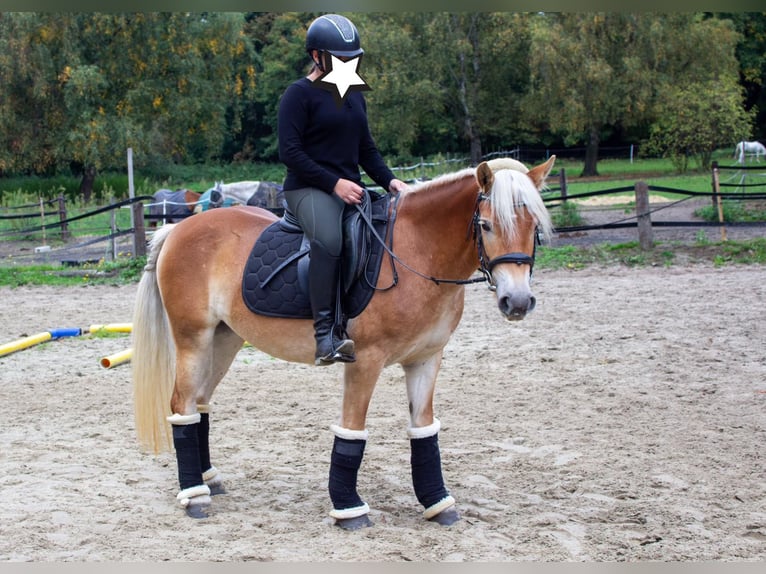 Haflinger Mare 3 years 13,3 hh Chestnut-Red in Gelsenkirchen