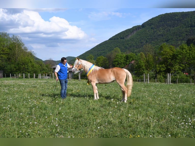 Haflinger Mare 3 years 14.1 hh Chestnut-Red in Annaberg