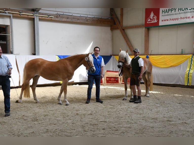 Haflinger Mare 3 years 14.1 hh Chestnut-Red in Annaberg