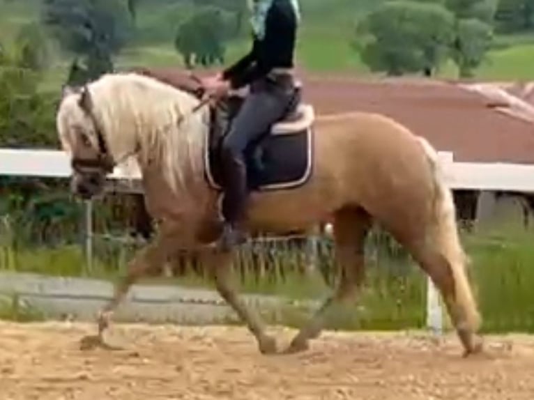 Haflinger Mare 3 years 14,1 hh Chestnut-Red in Bayrischzell