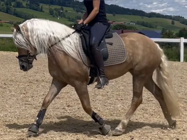 Haflinger Mare 3 years 14,1 hh Chestnut-Red in Bayrischzell