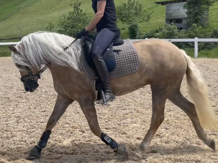 Haflinger Mare 3 years 14,1 hh Chestnut-Red in Bayrischzell