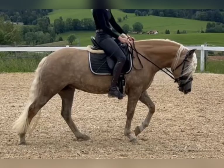 Haflinger Mare 3 years 14,1 hh Chestnut-Red in Bayrischzell