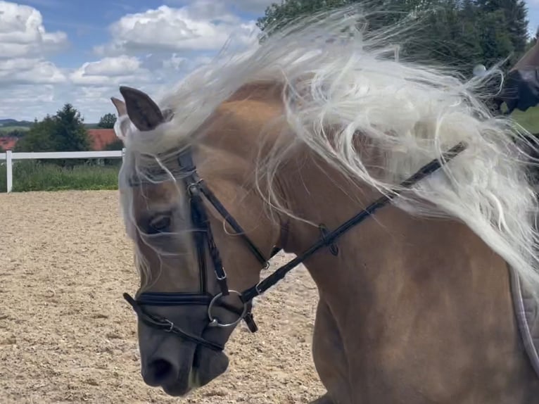 Haflinger Mare 3 years 14,1 hh Chestnut-Red in Bayrischzell