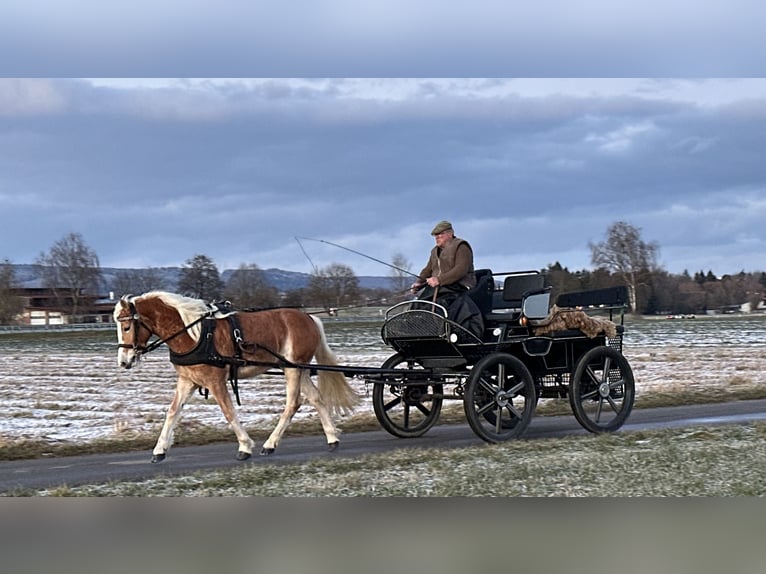 Haflinger Mare 3 years 14,1 hh Chestnut-Red in Riedlingen