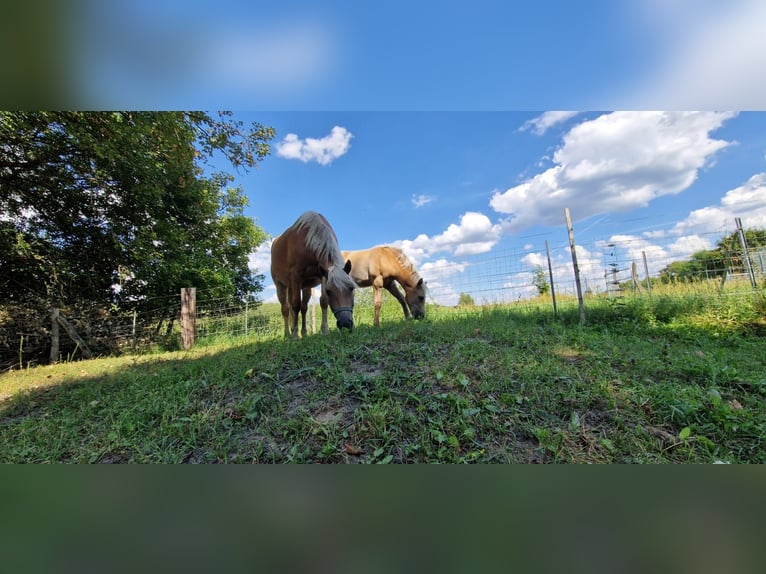 Haflinger Mare 3 years 14,1 hh Chestnut-Red in Schulzendorf