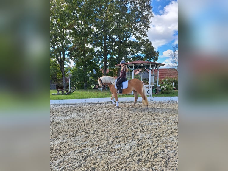 Haflinger Mare 3 years 14,1 hh Chestnut-Red in Mühlen