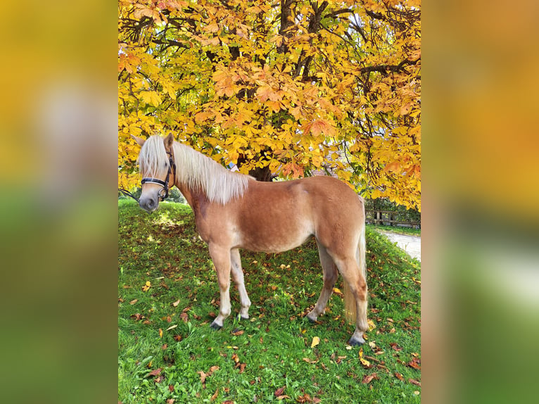 Haflinger Mare 3 years 14,1 hh Chestnut-Red in Mühlen