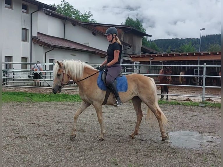 Haflinger Mare 3 years 14,1 hh Chestnut-Red in Kirchbichl