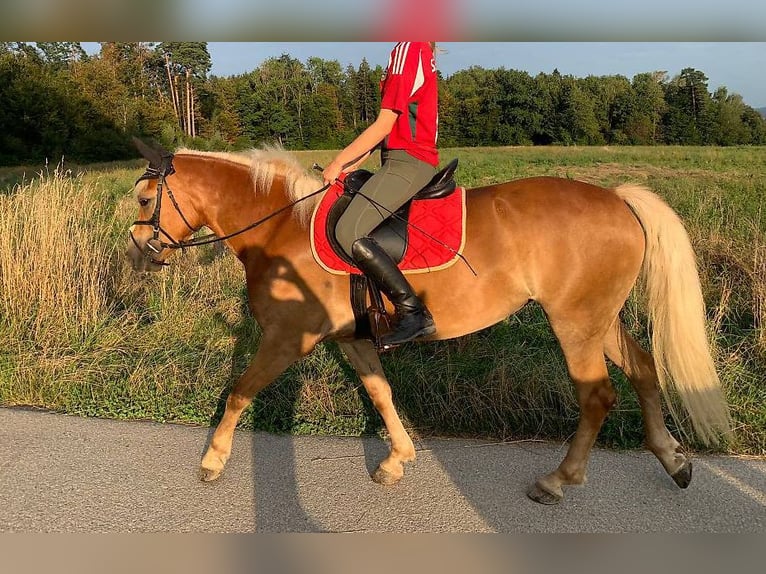 Haflinger Mare 3 years 14,1 hh Chestnut-Red in Rümlang