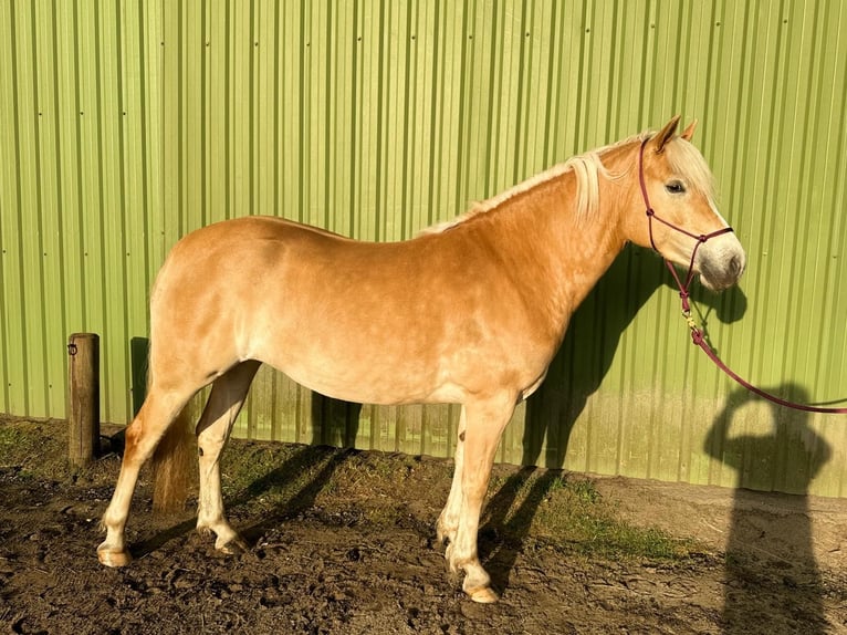 Haflinger Mare 3 years 14,1 hh Chestnut-Red in Tangstedt