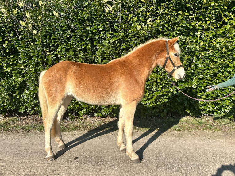 Haflinger Mare 3 years 14,1 hh in Deurne