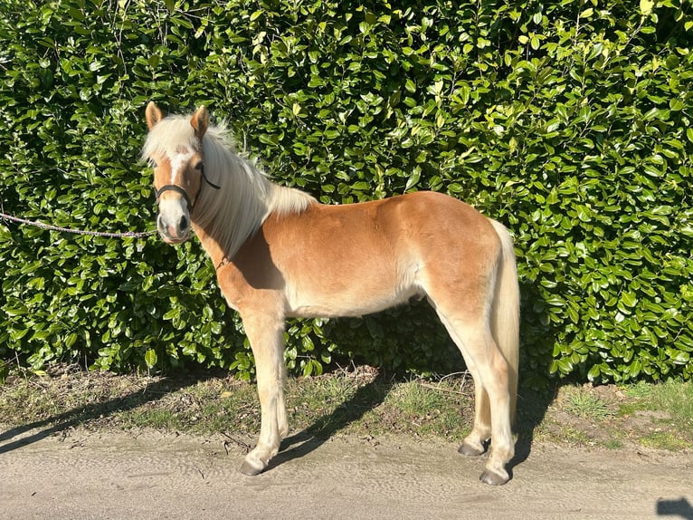 Haflinger Mare 3 years 14,1 hh in Deurne