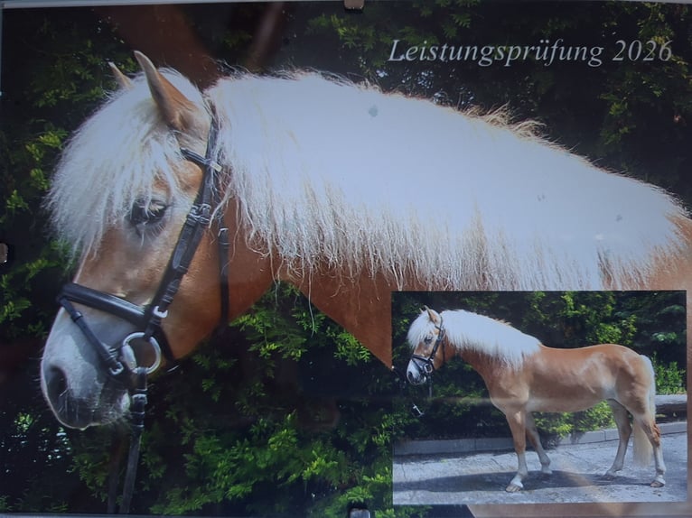 Haflinger Mare 3 years 14.1 hh  in Veilsdorf