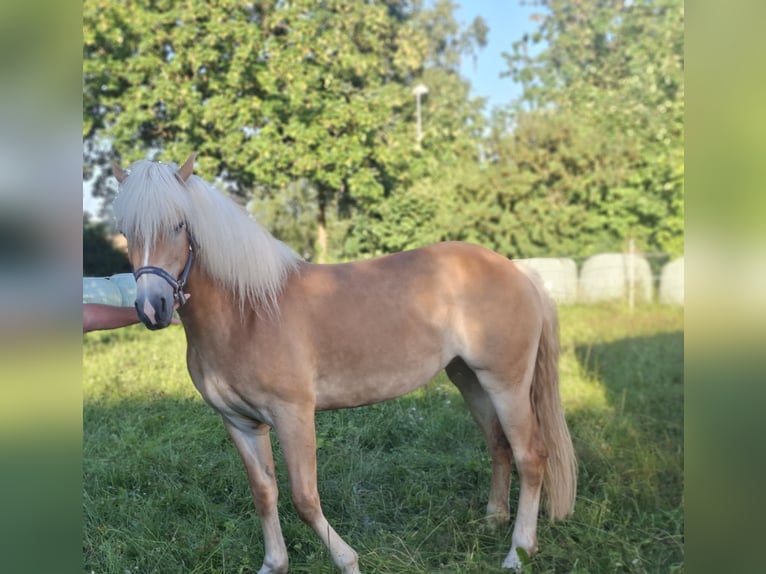 Haflinger Mare 3 years 14.1 hh  in Veilsdorf