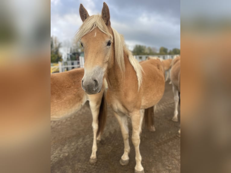 Haflinger Mare 3 years 14.2 hh  in Trebbin