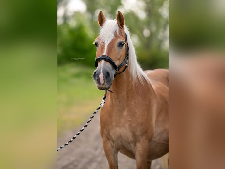 Haflinger Mare 3 years 14.2 hh  in Trebbin