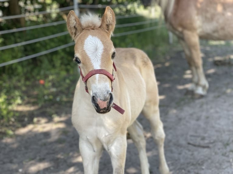Haflinger Mare 3 years 14.2 hh  in Schönhagen