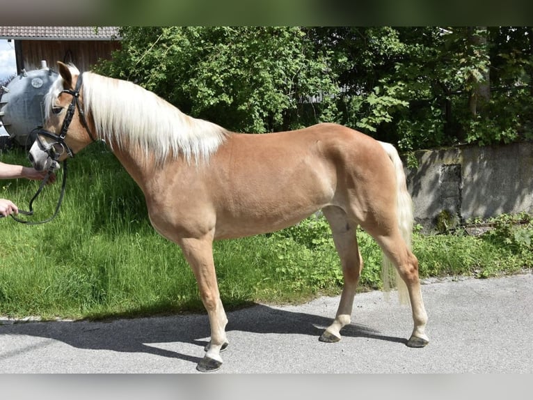 Haflinger Mare 3 years 14,2 hh in Unterthingau