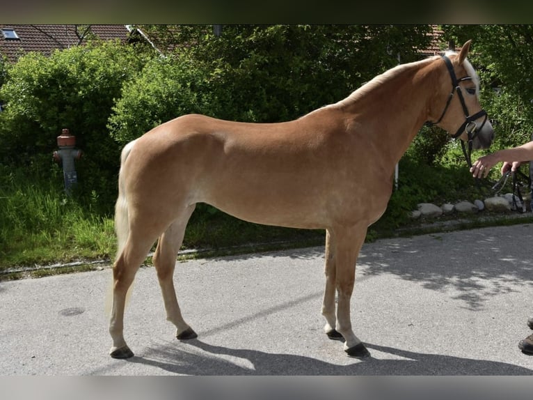 Haflinger Mare 3 years 14,2 hh in Unterthingau