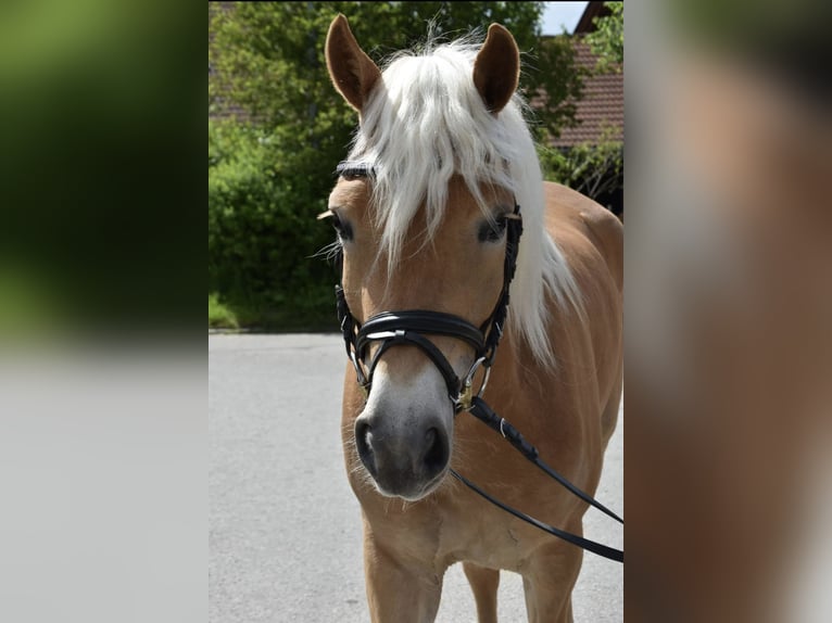 Haflinger Mare 3 years 14,2 hh in Unterthingau