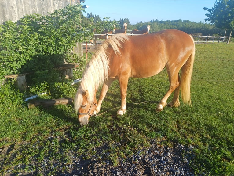 Haflinger Mare 3 years 14.2 hh Chestnut in Bretten